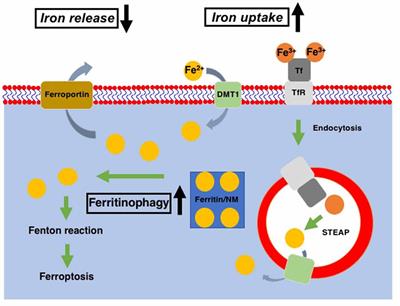 Chemically Induced Models of Parkinson’s Disease: History and Perspectives for the Involvement of Ferroptosis